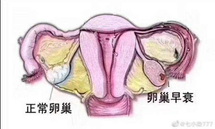 供卵自怀的成功率高吗【供卵自怀成功率高吗？】