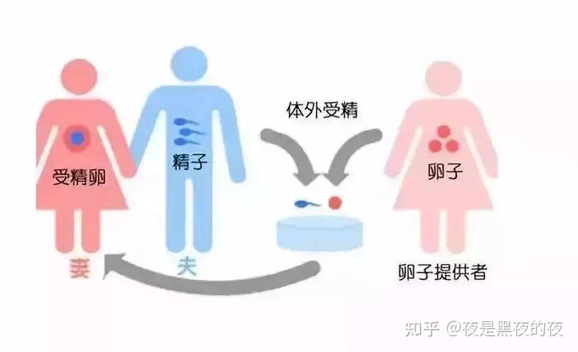 供卵女孩(供卵女孩:生育之路的选择与挑战”)
