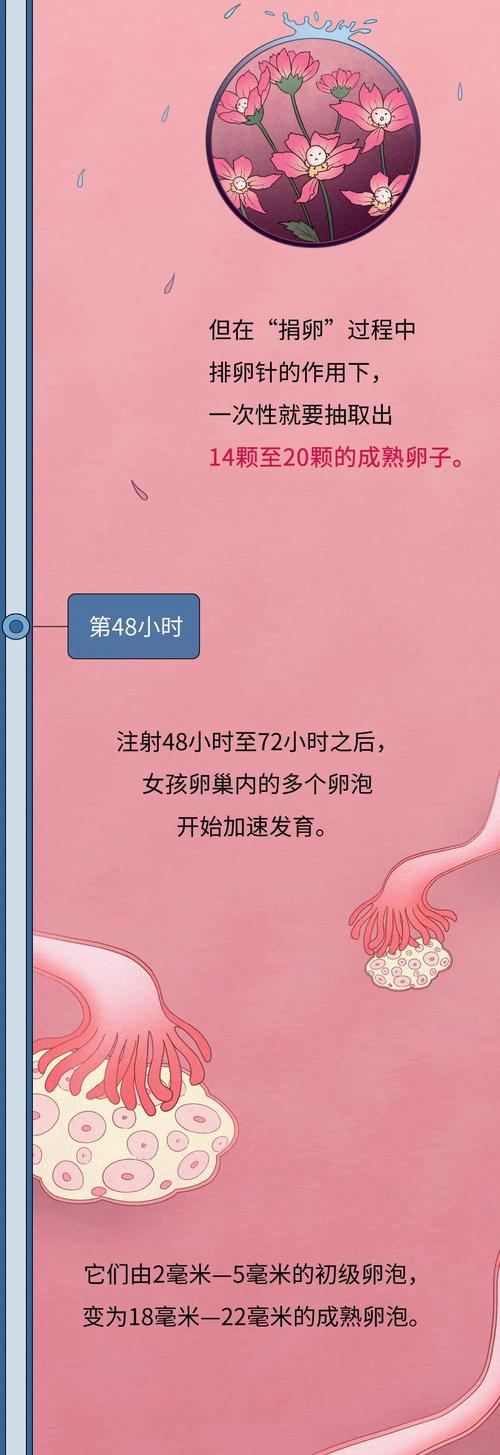 供卵泰国和台湾哪里好-泰国与台湾:哪里更适合供卵?