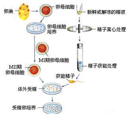 第三方试管代怀(第三方试管代怀：新生命的奇迹)